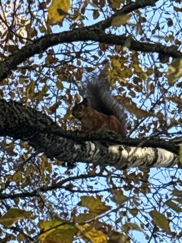 Eurasian Red Squirrel