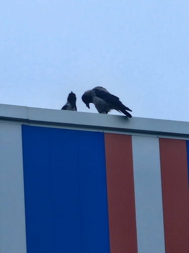 Hooded Crow