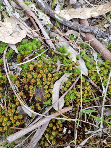 juniper haircap moss