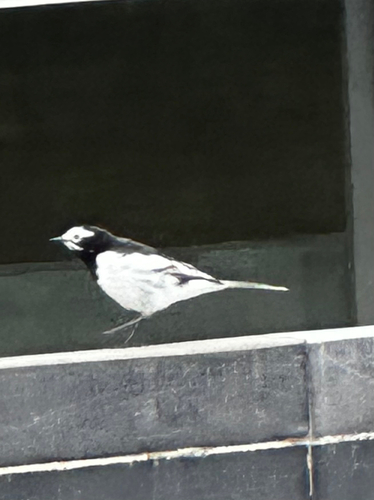 White Wagtail