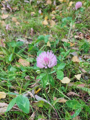 Red Clover