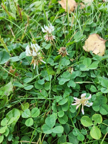 white clover
