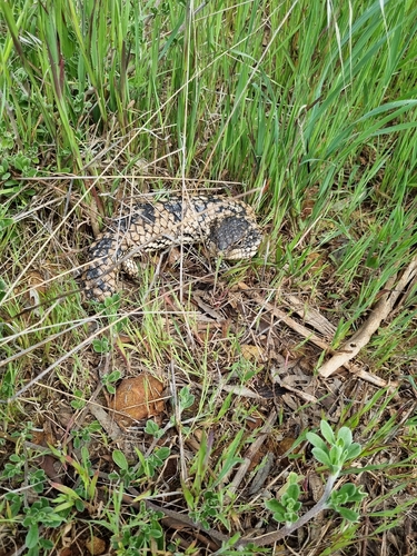 Shingleback