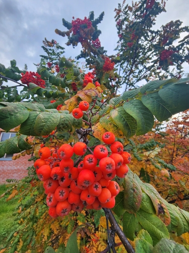 European mountain ash