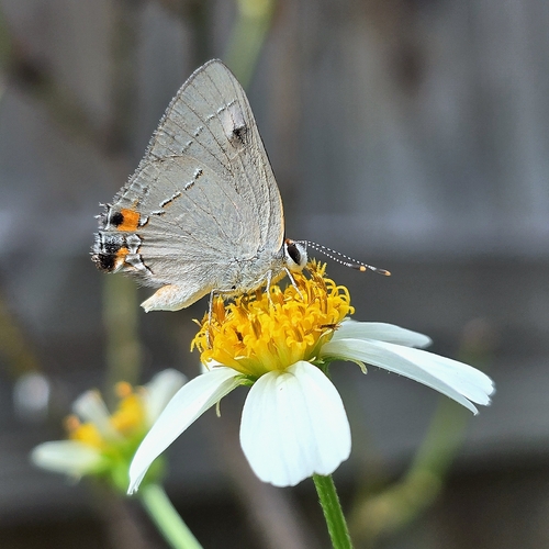 Gray Hairstreak