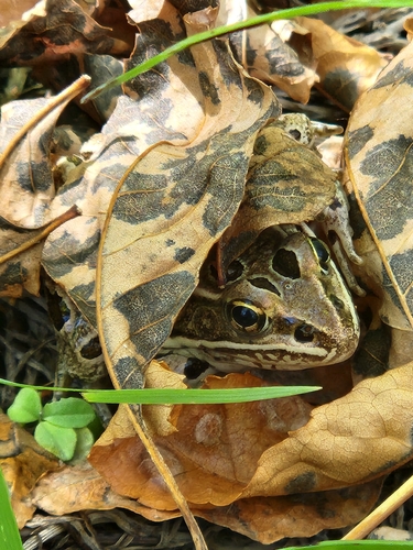 Northern Leopard Frog