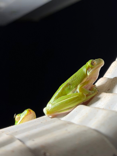 Green Treefrog