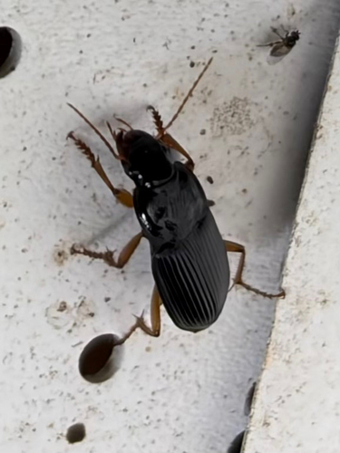 Pennsylvania Dingy Ground Beetle