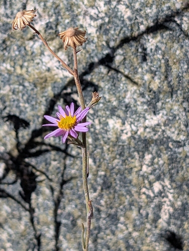iNaturalist observation photo of brewer's fleabane