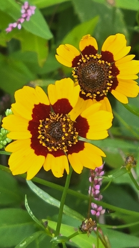 plains coreopsis