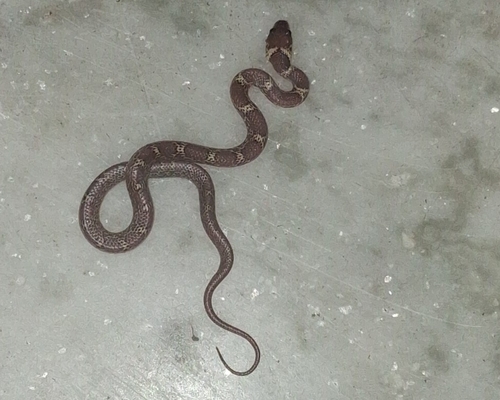 Indian Wolf Snake