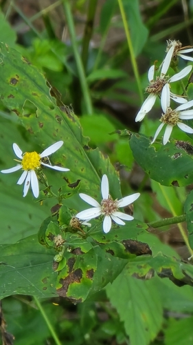 White Wood Aster