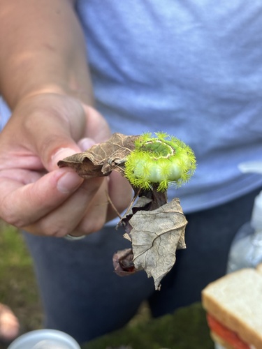 Io Moth
