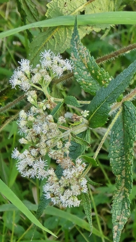 common boneset