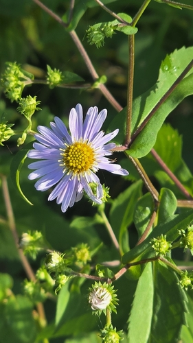 crookedstem aster
