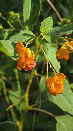 common jewelweed