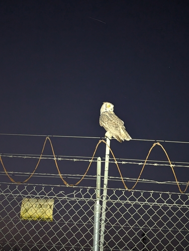 Great Horned Owl