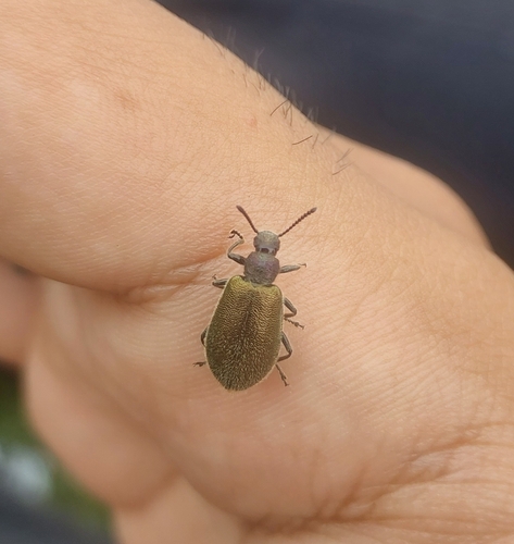 Hairy Darkling Beetle