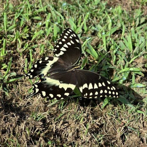 Palamedes Swallowtail