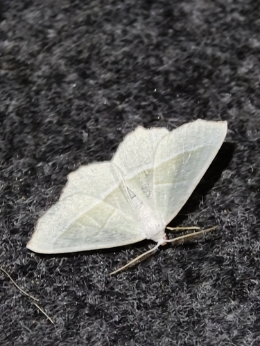 Light Emerald