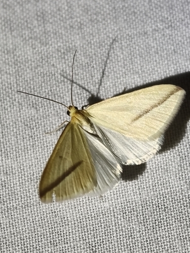 Vestal