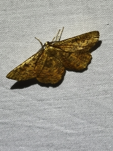 Orange Moth