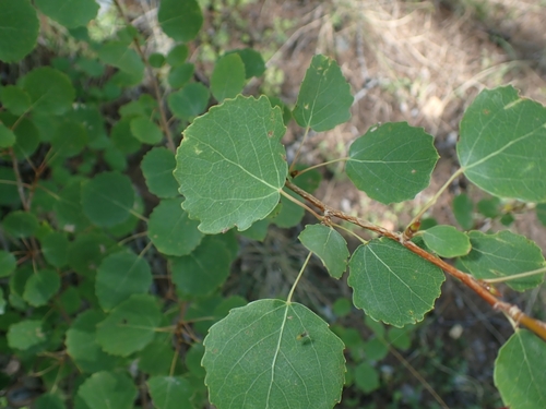 European aspen