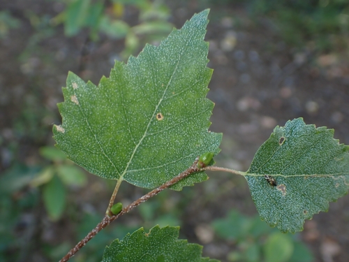 silver birch