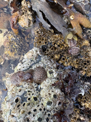 barnacle-eating dorid