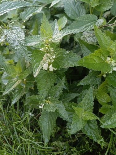 White deadnettle