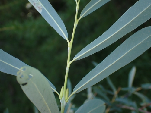 Purple Willow
