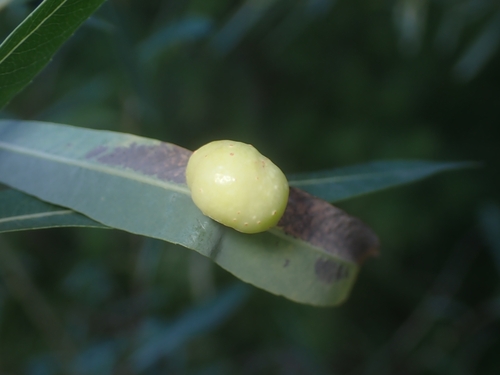 Unbisecting Purple Pea-galler