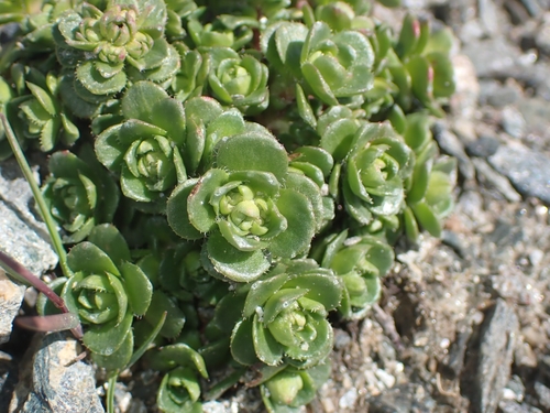 Two-flowered purple saxifrage