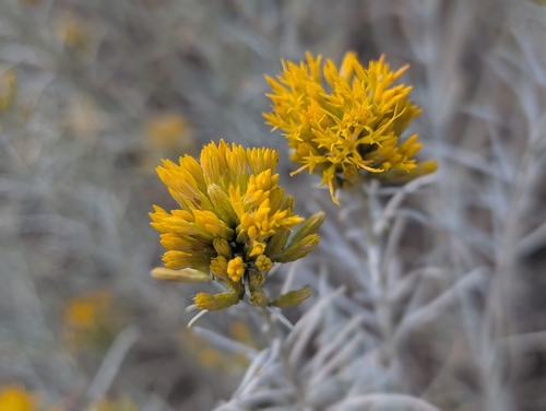 Rubber Rabbitbrush