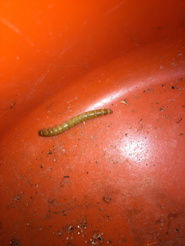 Yellow Mealworm Beetle