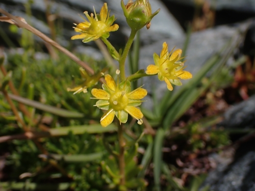 Yellow Saxifrage