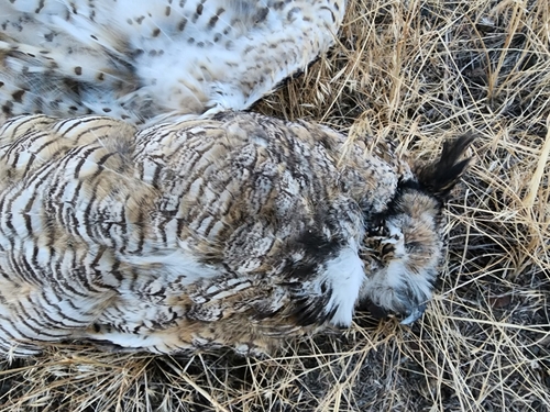 Great Horned Owl