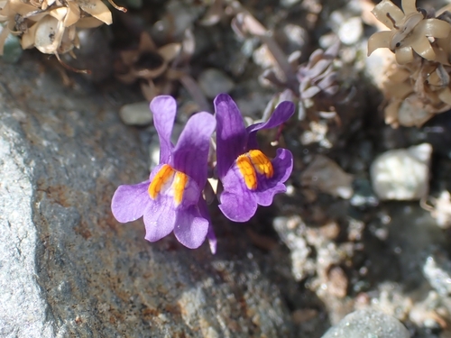 Alpine Toadflax