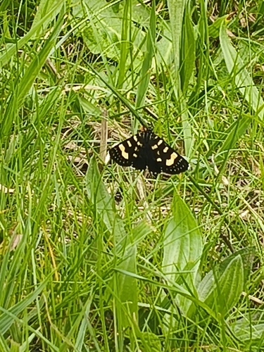 Willow-herb Day-moth