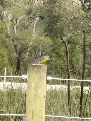Eastern Yellow Robin