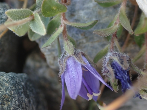 Mount Cenis Bellflower