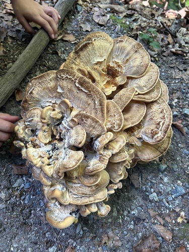 Giant Polypore