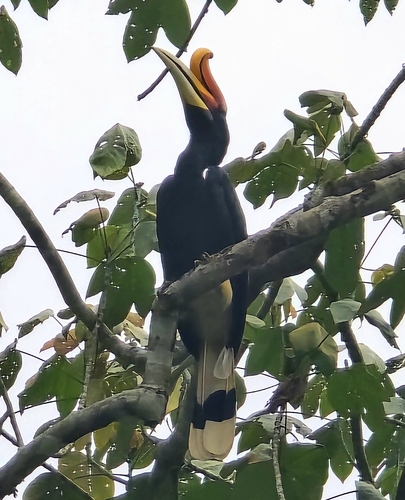 Rhinoceros Hornbill