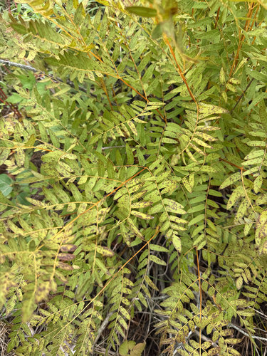 American Royal Fern