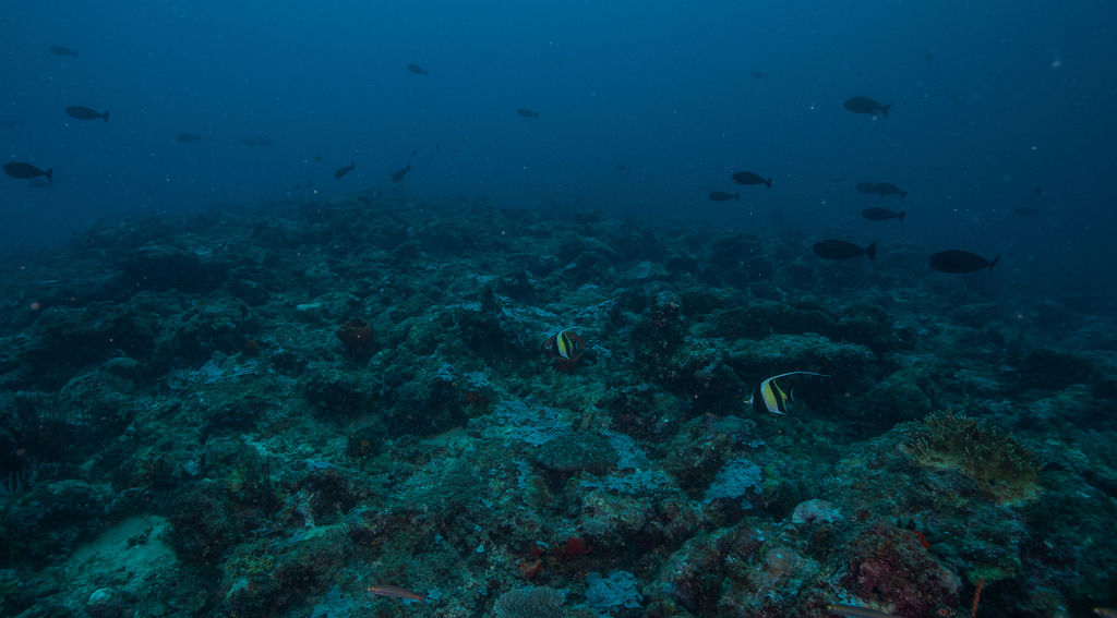 Moorish Idol