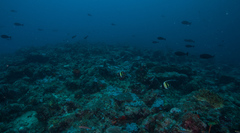 Moorish Idol