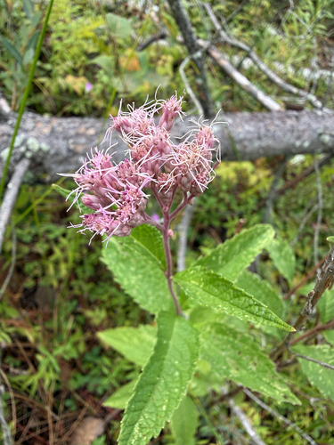 spotted Joe-Pye weed