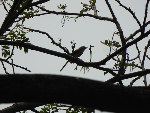 Small Minivet