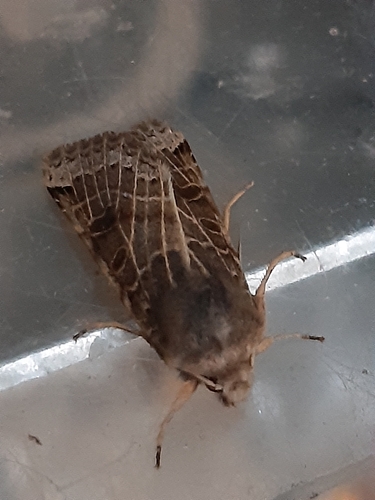 Lunar Underwing