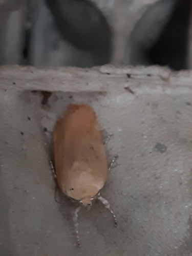 Broad-bordered Yellow Underwing